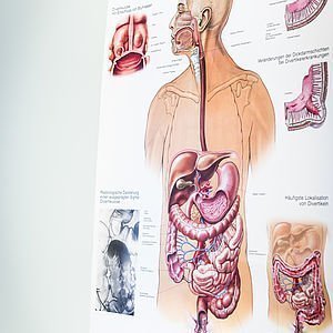 Schautafel Verdauungssystem | Ordination Zukriegel