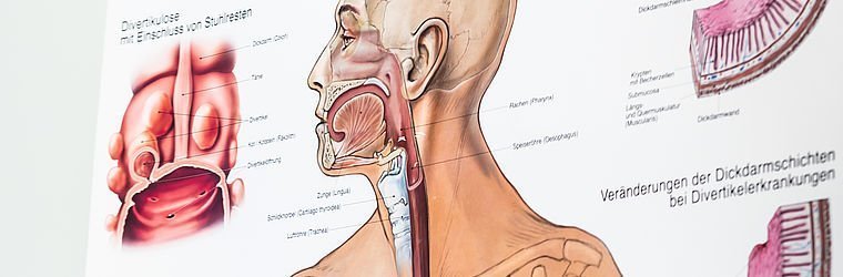 Schautafel Verdauungssystem | Ordination Zukriegel